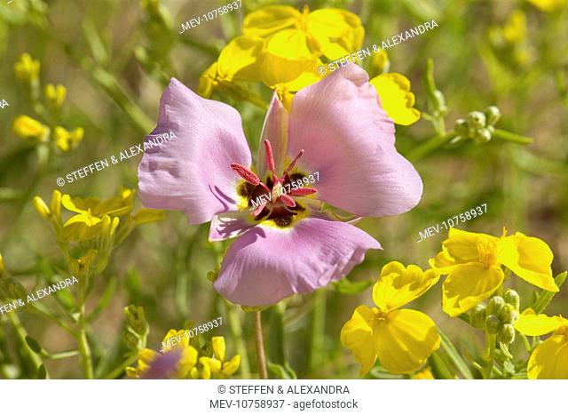 Sego / Winding Mariposa Lily and Gordon's / Bladderpod Mustard (Lesquerella gordoni) (Calochortus flexuosus)