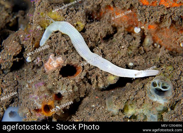 White Peanut (aka Sipunculid) Worm - Melasti dive site, Seraya, near Tulamben, east Bali, Indonesia