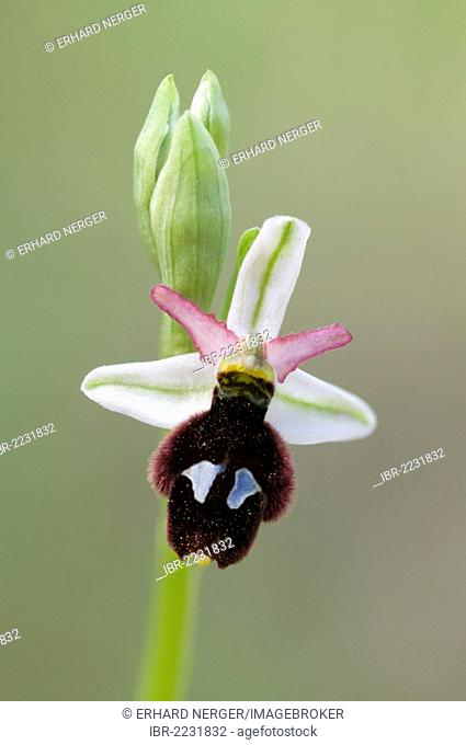 Bertoloni's Bee Orchid (Ophrys bertolonii), Port d'Andratx, Majorca, Spain, Europe