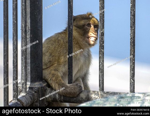A wild monkey grips a fence in Gibraltar, United Kingdom on Wednesday, November 2, 2022. These monkeys are the only wild monkey population on the European...