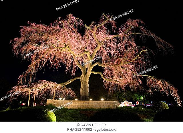 Famous giant weeping cherry tree Sakura in blossom and illuminated at night, Maruyama Park, Kyoto, Kansai region, Honshu, Japan, Asia