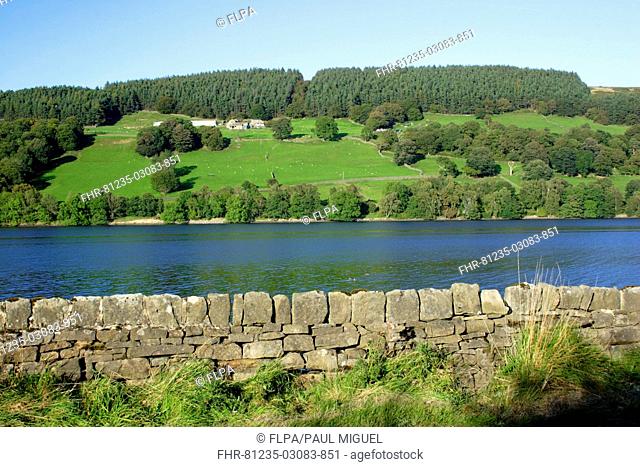 View of drystone wall and reservoir, Gouthwaite Reservoir, Nidderdale, Yorkshire Dales, North Yorkshire, England, september
