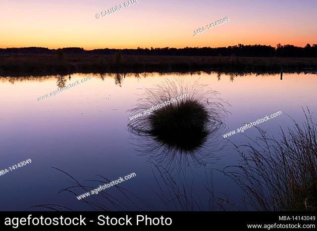 evening mood in the pietzmoor, the largest contiguous moor in the lüneburg heath nature park, nature reserve near schneverdingen, germany, lower saxony