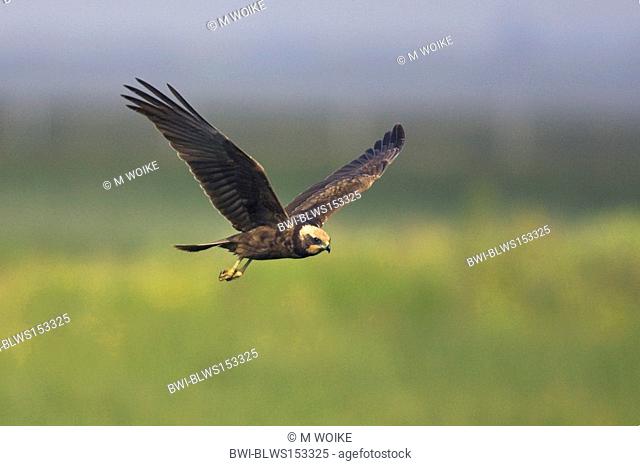 western marsh harrier Circus aeruginosus, flying female, Spain, Andalusia, Coto Donana Nationalpark