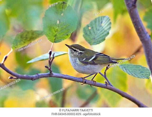 Yellow-browed Warbler Phylloscopus inornatus adult, scarce autumn vagrant, perched on twig, Finland, september