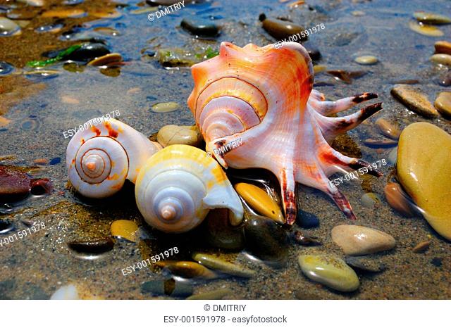 colored shells