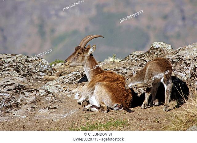 Walia ibex (Capra walie), female with infant, Ethiopia, Gondar, Simien Mountains National Park