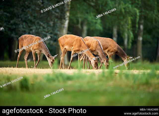 Red deer (Cervus elaphus), deer, meadow, clearing, standing, view camera