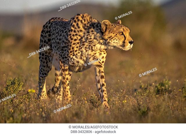 Cheetah (Acinonyx jubatus), occurs in Africa, walking in savanah, captive