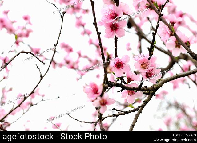 Cherry Blossoms on pink
