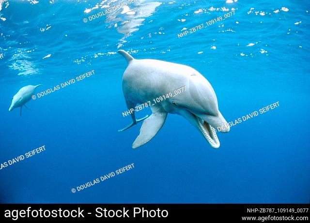 Dolphin vocalizing  Date: 17/08/2004  Ref: ZB787-109149-0077  COMPULSORY CREDIT: Oceans Image/Photoshot