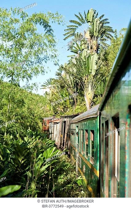 Vintage train traveling through jungle, in the back a Traveller's Tree (Ravenala madagascariensis), Fianarantsoa-Côte Est Railway or FCE, Sahambavy, Madagascar