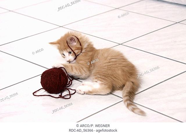 Norwegian Forest Cat kitten playing with ball of wool