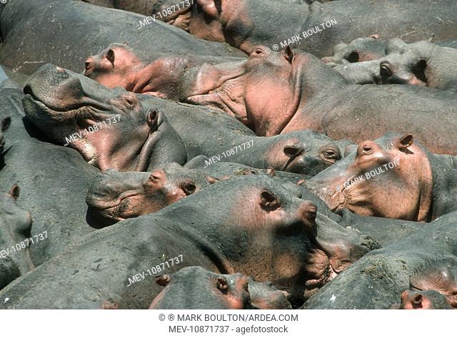 Hippopotamus - crowded into pool at end of dry season (Hippopotamus amphibius). Luangwa River Zambia