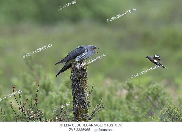 Chaffinch-Fringilla coelebs defends it's nesting site from male Cuckoo-Cuculus canorus