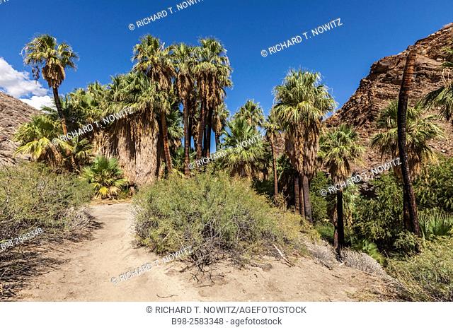 Palm Canyon on the Agua Caliente Cahuilla Indian Reservation. Palm Canyon is with Washingtonia filifera (California Fan Palm) which contrasts with the rocky...