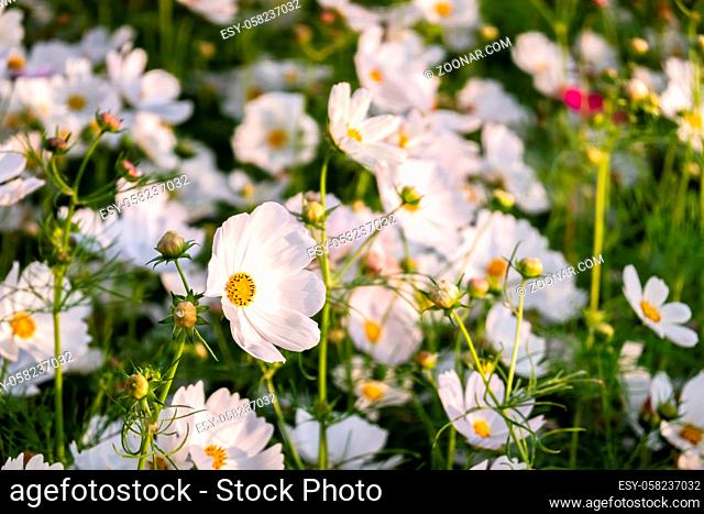 white cosmos flowers farm in the outdoor