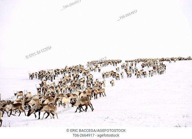 Reindeer (Rangifer tarandus) herd migrating in spring, Yar-Sale district, Yamal, Northwest Siberia, Russia