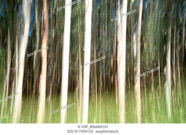 eucalyptus trees in hawaii abstract
