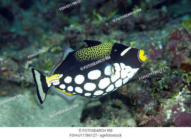 water fish clown swimming reef bright colorful