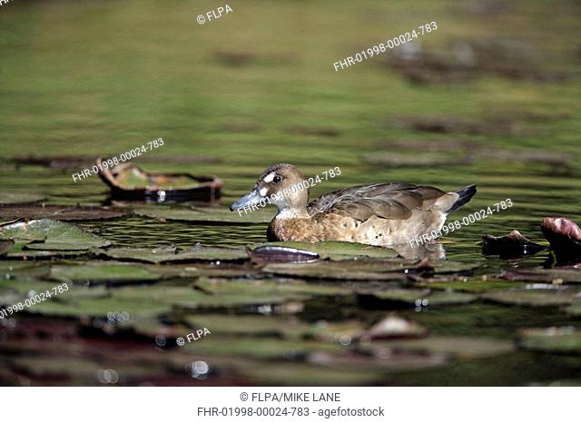 White-cheeked Pintail Anas bahamensis adult female, swimming amongst waterlily leaves, Brazil
