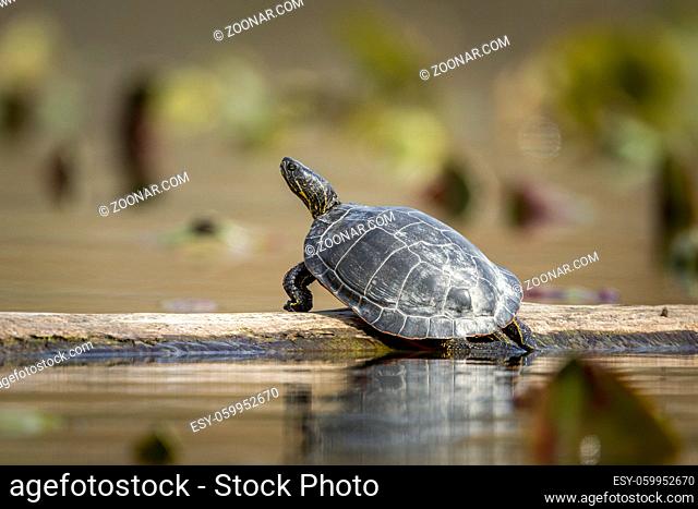 A western painted turtle basks on a log in Fernan Lake, Idaho