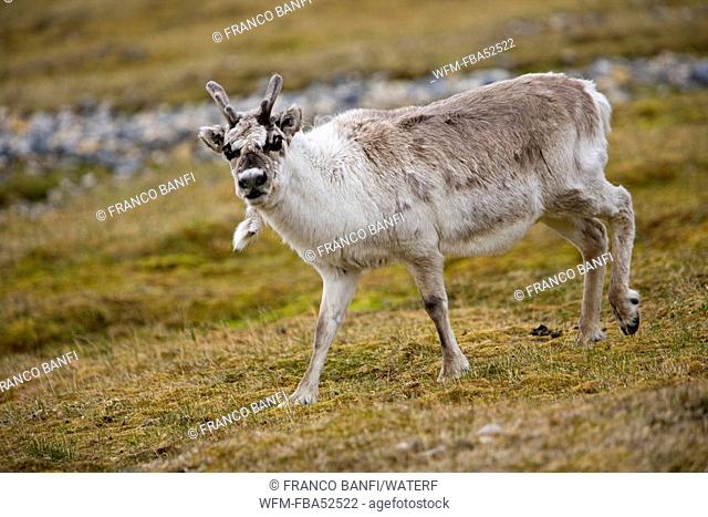 Svalbard Reindeer, Rangifer tarandus platyrhynchus, Spitsbergen, Svalbard Archipelago, Norway