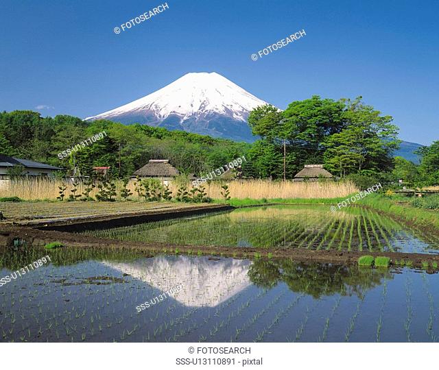Paddy fields and Mt. Fuji, Oshino village, Yamanashi prefecture, Japan