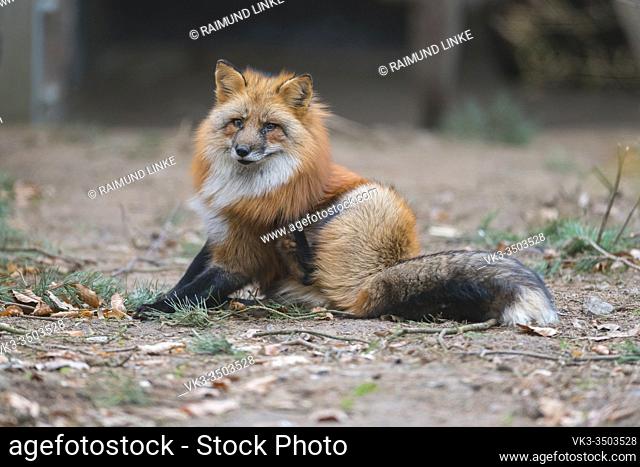 Red Fox, vulpes vulpes