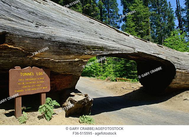 Carved opening for cars to drive through fallen tree trunk Tunnel Log, Sequoia National Park, California