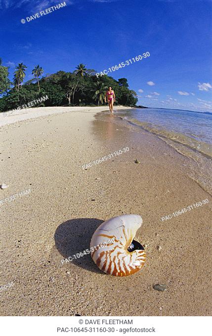 Fiji, Wakaya Island, woman walking background shoreline tropical beach with nautilus shell on sand (Nautilus pompilius)
