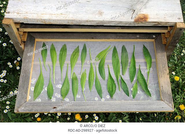 Drying English Plantain leaves / Plantago lanceolata / Narrow Leaf Plantain