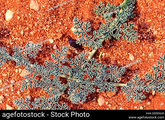 Namib Tsamma, Citrullus ecirrhosus, Cucurbitaceae, leaves, detail, plant, desert, Namibia