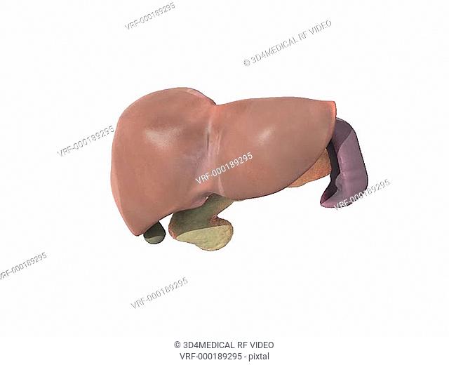 A zoom in and full rotation of the liver, pancreas, gallbladder and spleen which shows their location in relation to each other within the abdomen