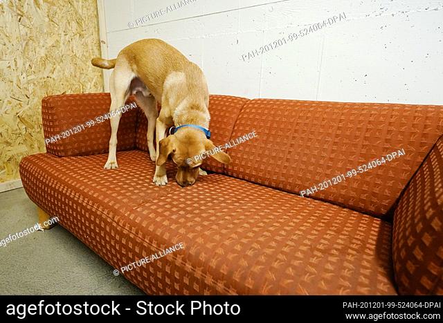 23 November 2020, Rhineland-Palatinate, Ludwigshafen: Bedbug tracking dog Samy practices the search for bedbugs in a specially equipped room
