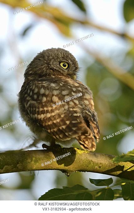 Little Owl (Athene noctua) perched on a branch of a broadleaved tree in nice morning light. .