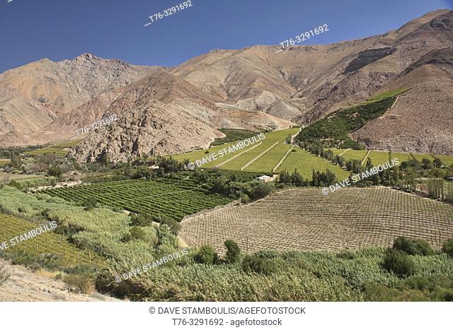 Pisco grapes growing in the beautiful Elqui Valley, Pisco Elqui, Chile