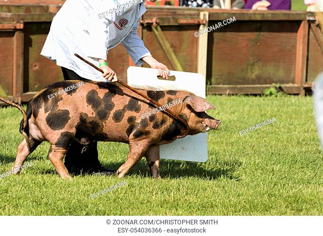 Harrogate, North Yorkshire, UK. 15th July, pig being judged at the Great Yorkshire Show 15th July, 2015 at Harrogate in North Yorkshire, England