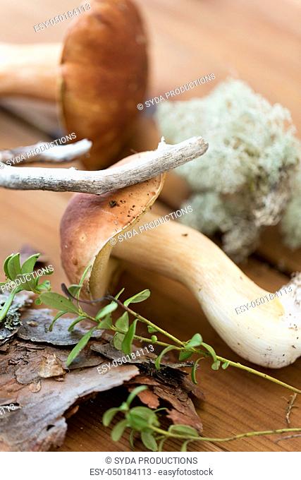 boletus mushrooms, moss, branch and bark on wood