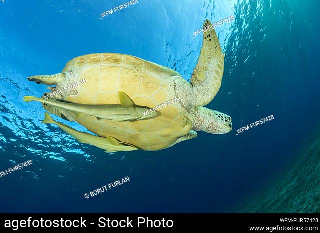 Green Sea Turtle, Chelonia mydas, Marsa Alam, Red Sea, Egypt