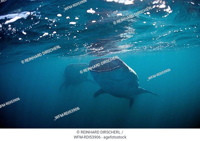 Two Whale sharks, Rhincodon thypus, Afar Triangle, Gulf of Aden, Gulf of Tadjourah, Djibouti Djibuti Africa