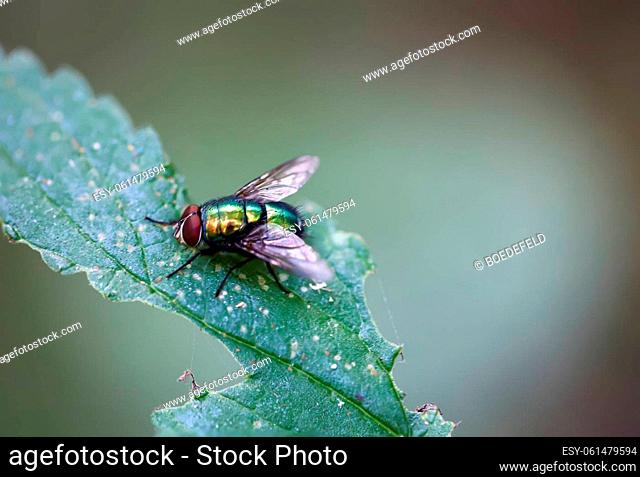 A fly sits on a plant. Close up of a fly