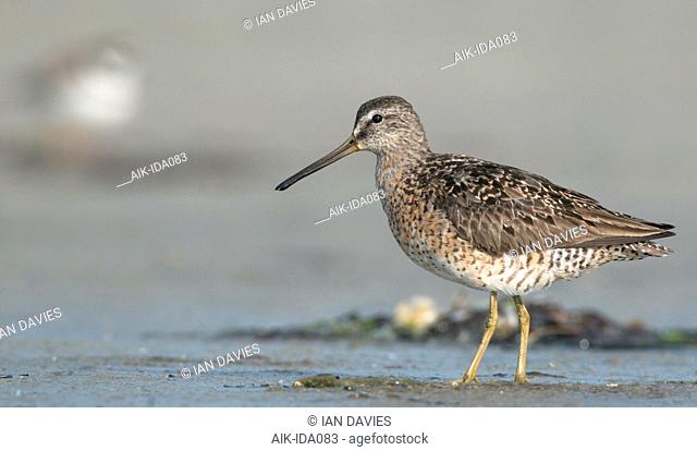 Adult Short-billed Dowitcher (Limnodromus griseus griseus) standing in August on Plymouth Beach in Plymouth, Massachusetts, United States