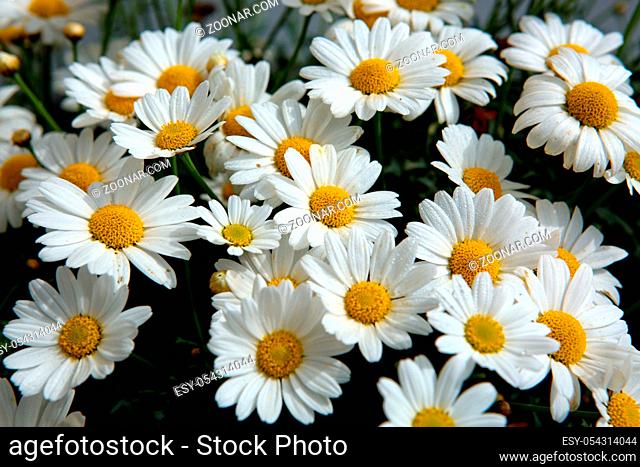 Daisy flowers background.Macro of beautiful white daisies flowers