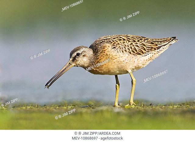Short-billed Dowitcher - in August (Limnodromus griseus). at Jamaica Bay NWR - NY- USA