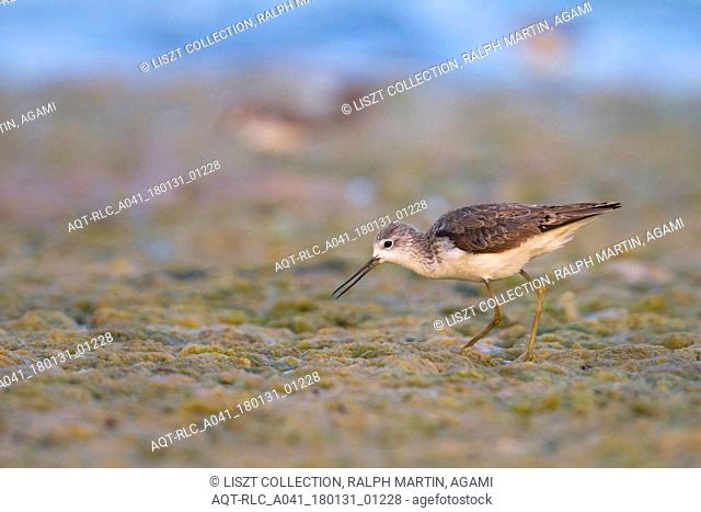 Marsh Sandpiper, Tringa stagnatilis, Oman, adult, nonbreeding