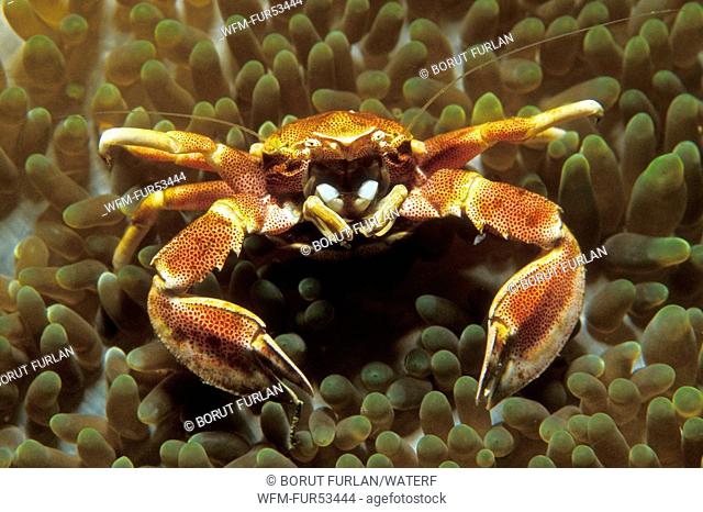 Porcelain Crab in Carpet Anemone, Neopetrolisthes maculatus, Puerto Galera, Mindoro Island, Philippines