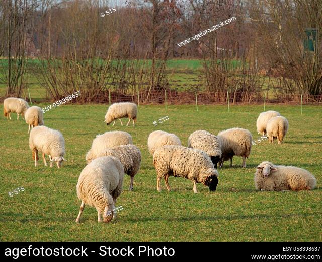 sheeps on a pasture in germany