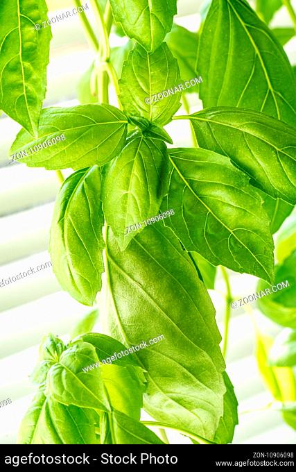 Green Fresh Basil Herb Leaves Closeup, Basil Plant Growing in a Flower Pot in the Garden, Gardening, Agriculture and Culinary Concept, Herb Garden