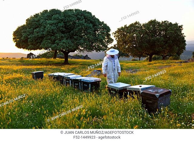 Beekeeping or apiculture, Garciaz, Las Villuercas, Caceres, Extremadura, Spain, Europe